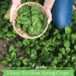 5 Easy-To-Grow Cool Weather Crops