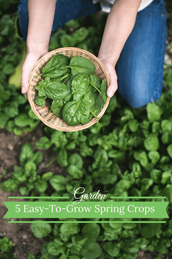 5 Easy To Grow Spring Crops