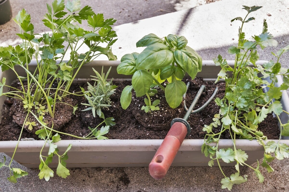 Container Vegetable Garden Guide for Beginners