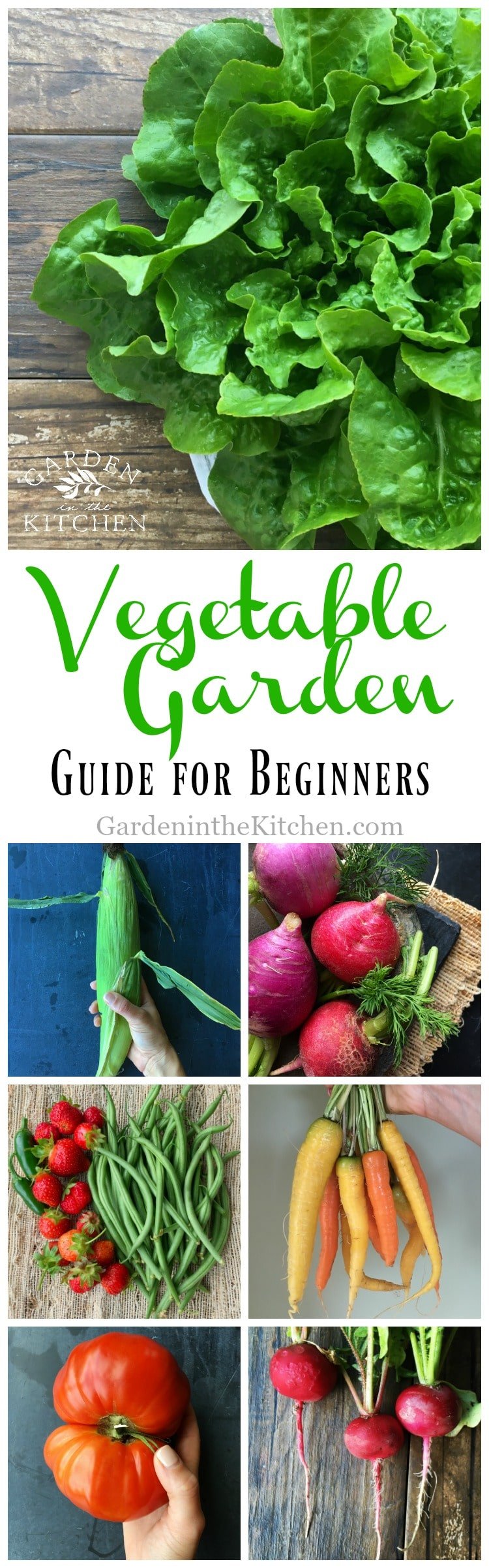 Vegetable Garde Guide for Beginners