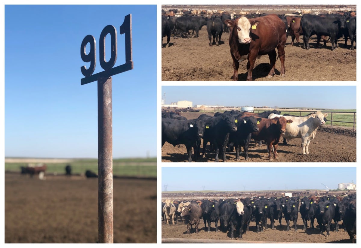 Reeve Cattle Company - Farm To Table, A Kansas Farm Food Tour