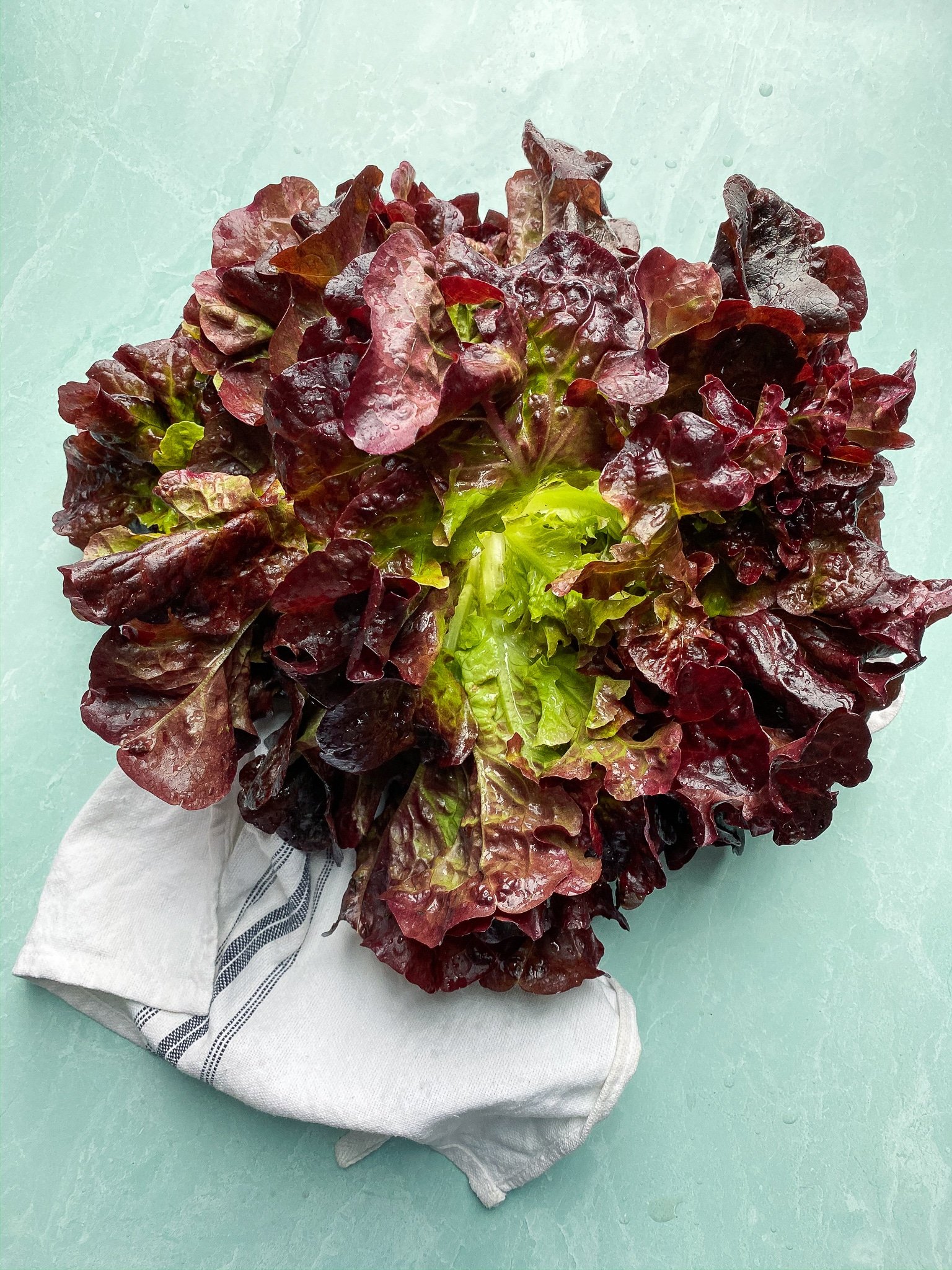 Grow Your Own Salad Greens! | Garden in the Kitchen