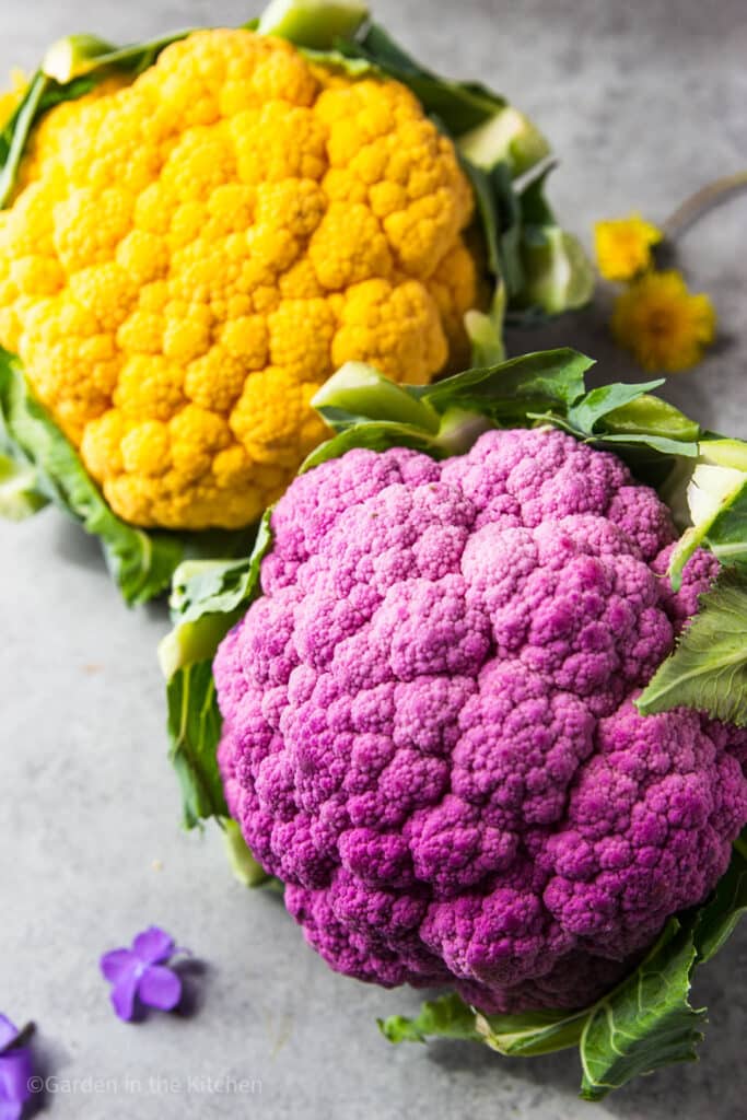 A purple and orange cauliflower head. The color comes from a genetic mutation that allows the plant to hold more beta carotene. It also contains about 25% more vitamin A than white cauliflower. 