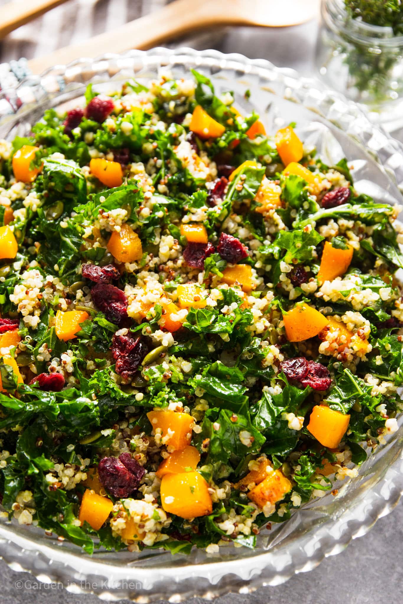 A big bowl of quinoa and kale salad with butternut squash, dried cranberries and pumpkin seeds. Dressing is a green goddess avocado dressing.