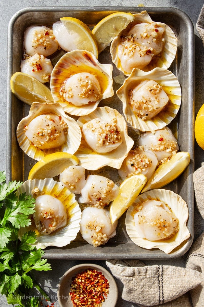 Raw scallops in sea shells.