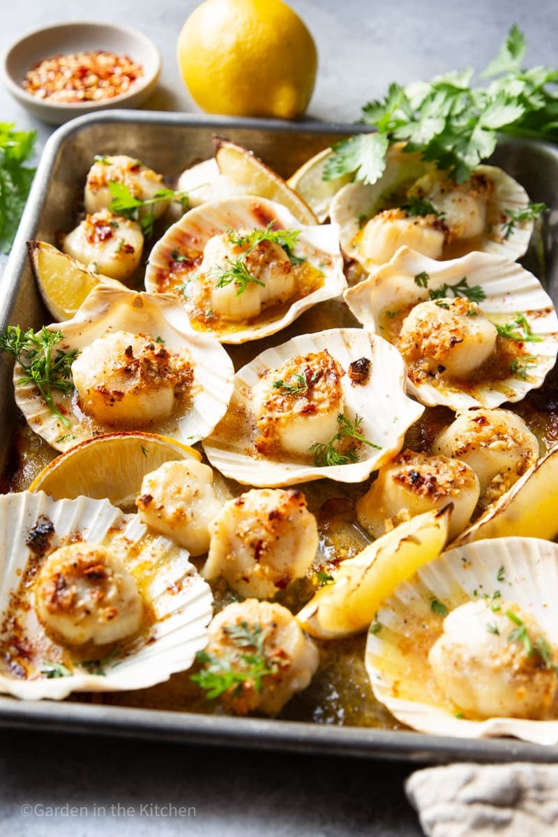Sheet pan scallops cooked in garlic butter and served in sea shells.