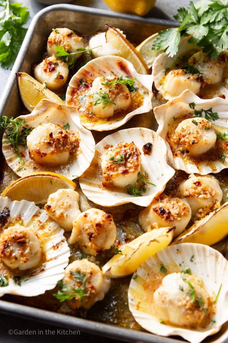 Scallops baked in sea shells with garlic butter and lemon slices.