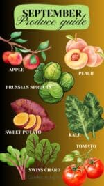 September Ingredients September Produce Guide and Recipes | Garden in the Kitchen